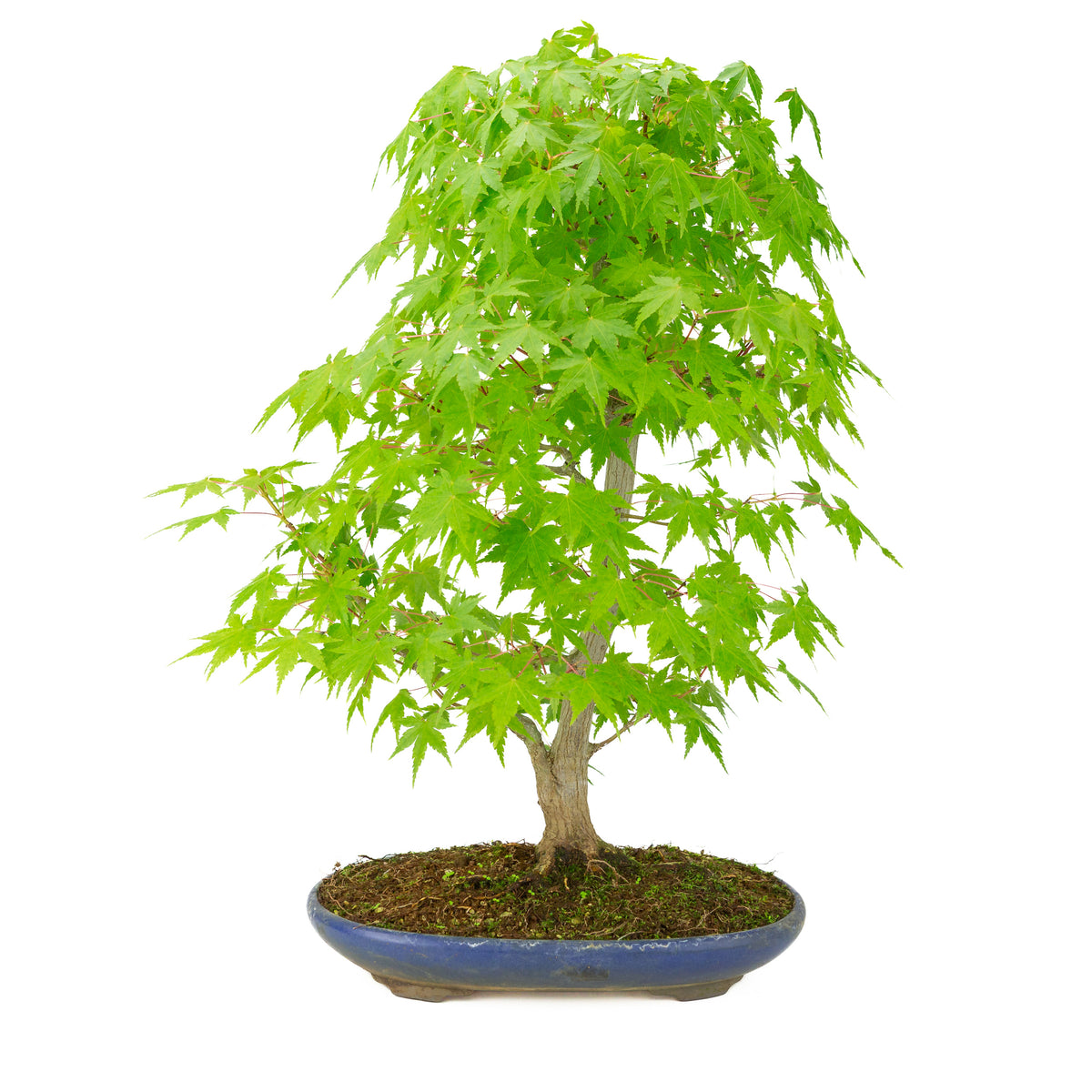Acer palmatum (Japanse esdoorn) blauwe ovale pot , hoogte ~50 cm