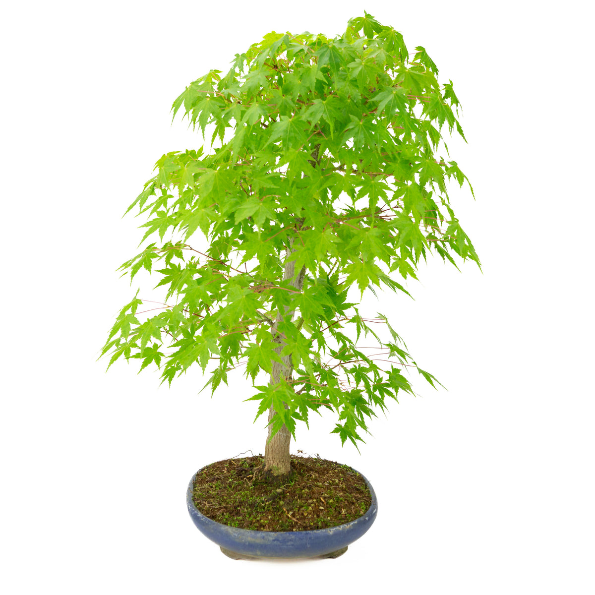 Acer palmatum (Japanse esdoorn) blauwe ovale pot , hoogte ~50 cm