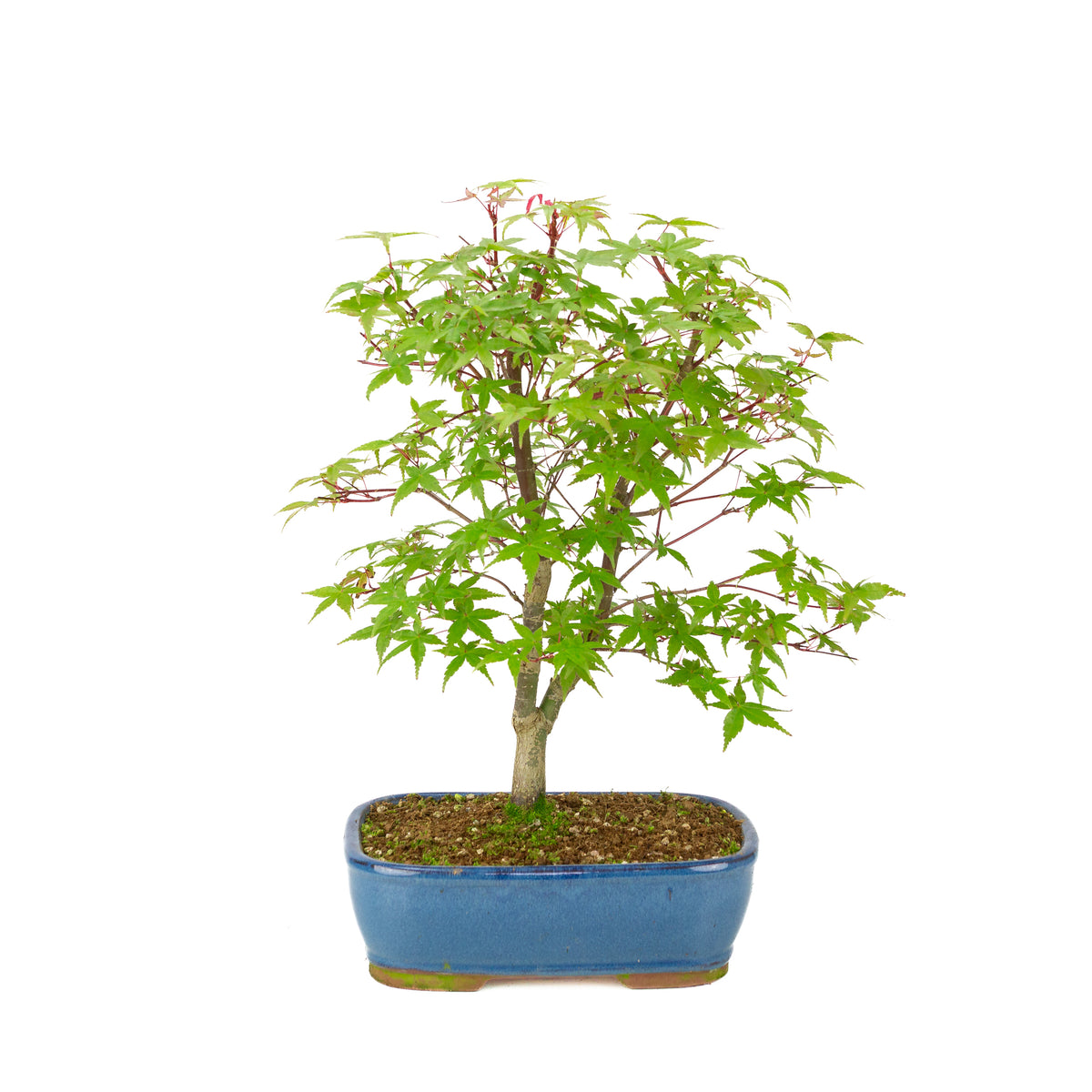 Acer palmatum 'Deshojo' (Japanse esdoorn) blauwe rechthoekige pot , hoogte ~39 cm
