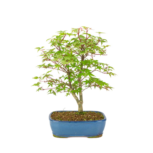 Acer palmatum 'Deshojo' (Japanese maple) blue rectangular pot, height ~39 cm