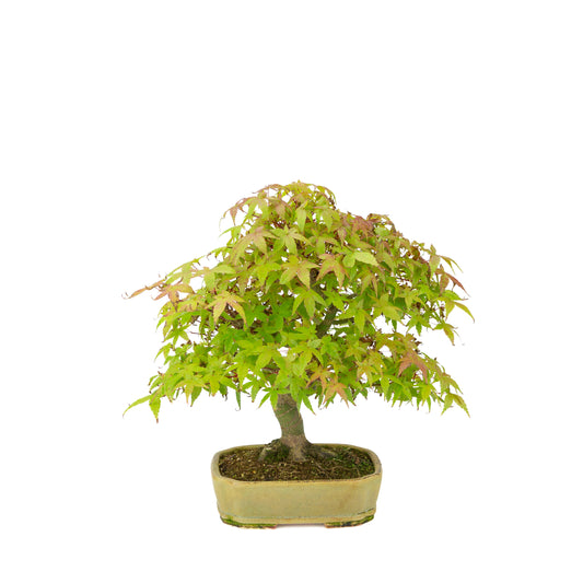 Acer palmatum Deshojo (Japanese maple) beige rectangular pot, height ~33 cm