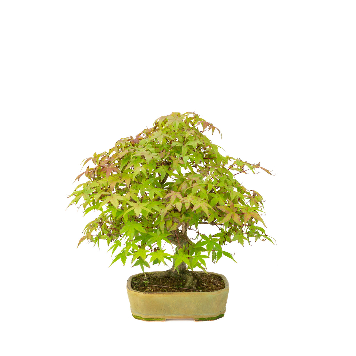 Acer palmatum Deshojo (Japanse esdoorn) beige rechthoekige pot, hoogte ~33 cm