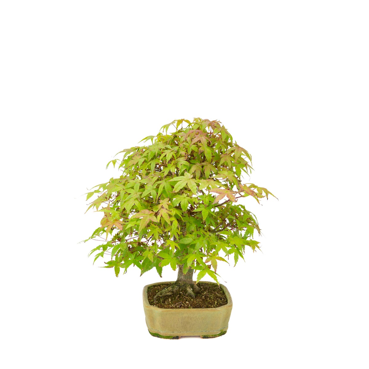 Acer palmatum Deshojo (Japanse esdoorn) beige rechthoekige pot, hoogte ~33 cm