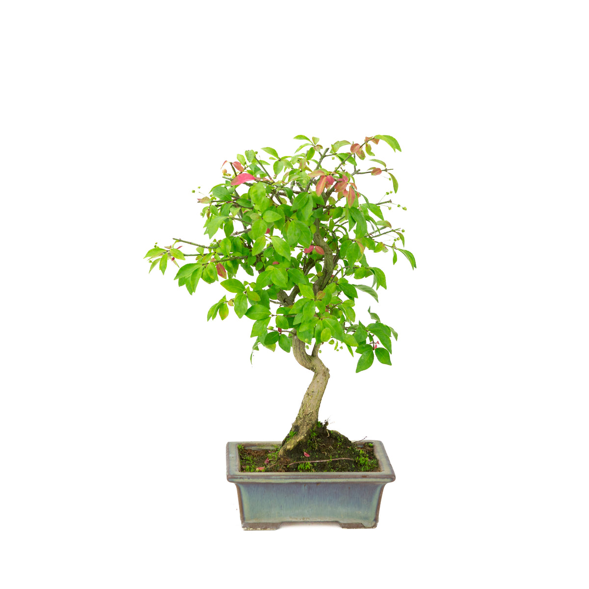 Euonymus alatus (Kardinaalmuts) groenblauwe rechthoekige pot, hoogte ~36cm