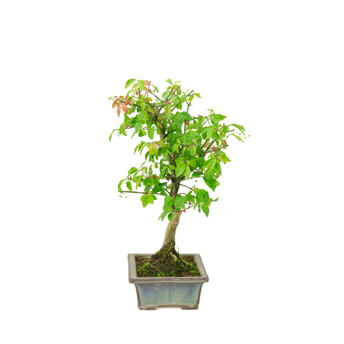 Euonymus alatus (Kardinaalmuts) groenblauwe rechthoekige pot, hoogte ~36cm