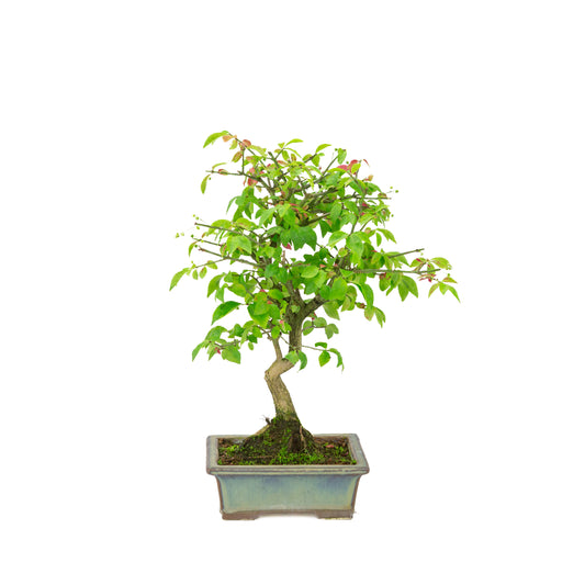 Euonymus alatus (Spindle tree) green-blue rectangular pot, height ~36cm