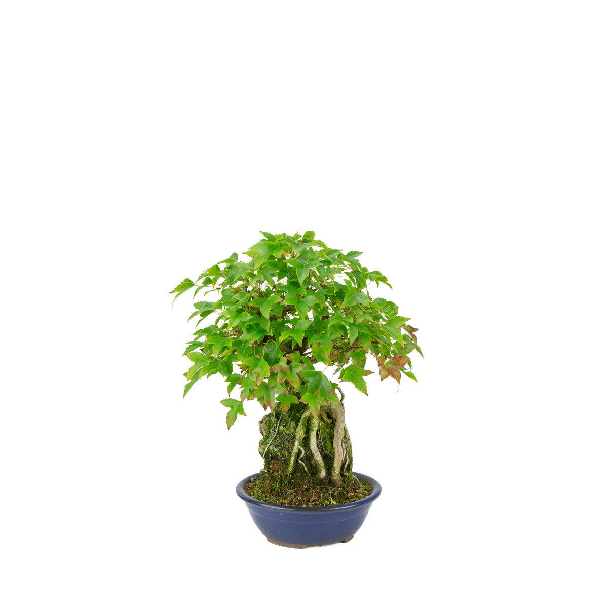 Acer buergerianum (Drietandesdoorn) Seki-joju in blauwe ronde pot, hoogte ~29 cm