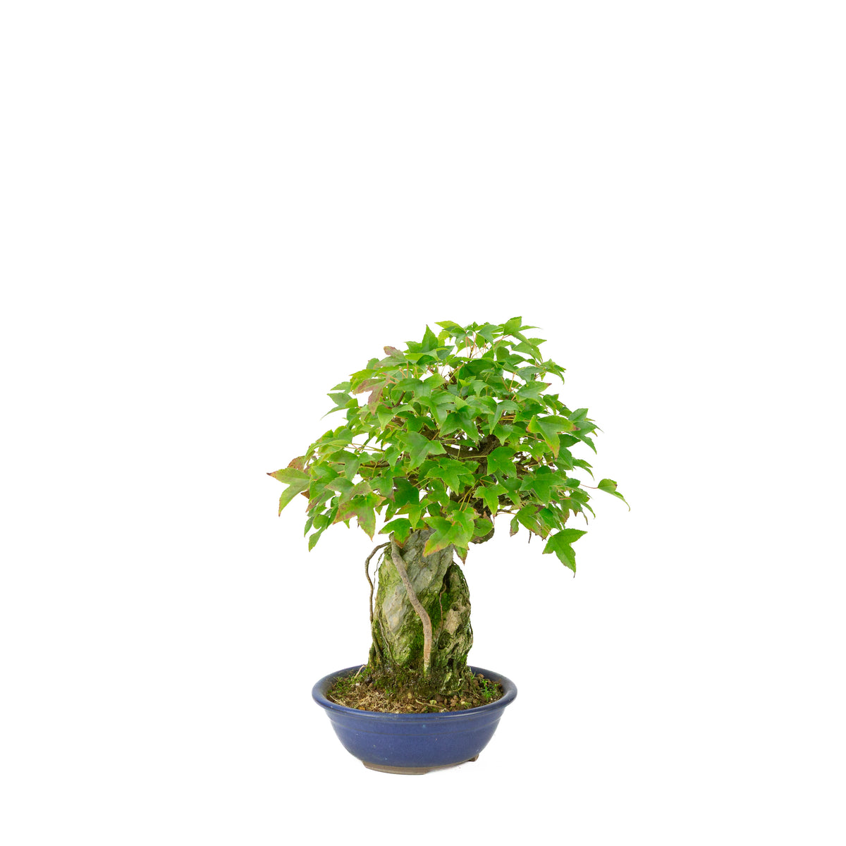 Acer buergerianum (Drietandesdoorn) Seki-joju in blauwe ronde pot, hoogte ~29 cm