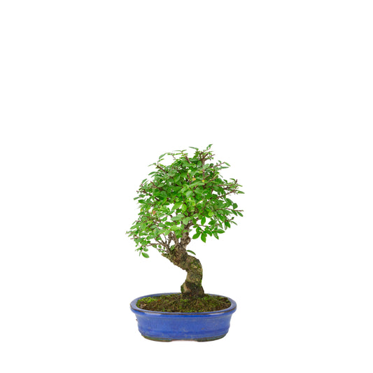 Zelkova nire (Japanese Elm) in blue oval pot, height ~28cm