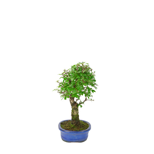 Zelkova nire (Japanese Elm) in blue oval pot, height ~28cm