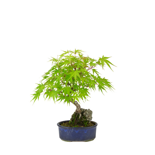 Acer palmatum 'Arakawa' (Japanese maple) Seki-joju in blue oval pot, height ~30 cm