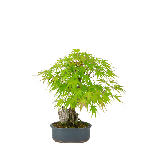 Acer palmatum 'Arakawa' (Japanese maple) Seki-joju in blue oval pot, height ~32 cm