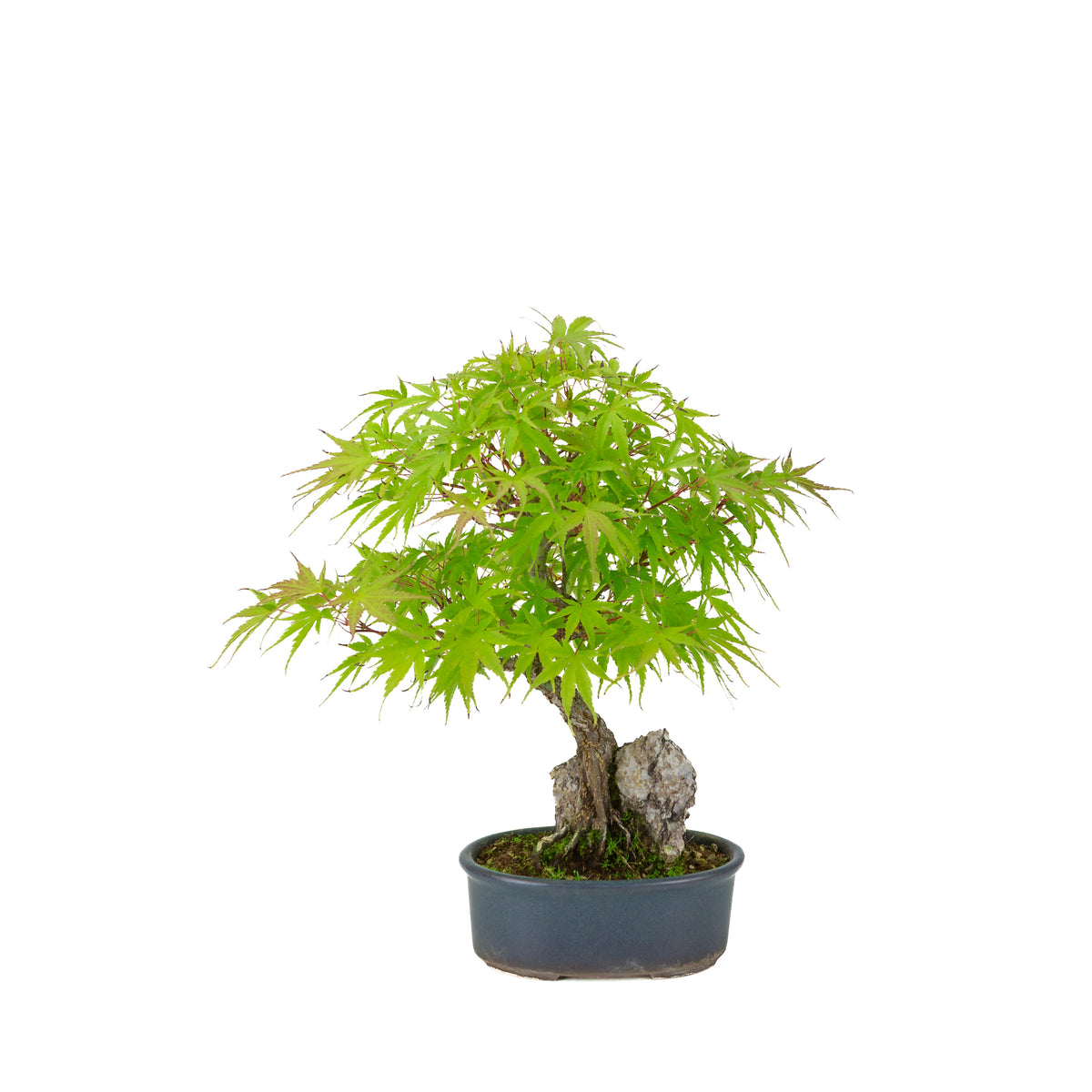 Acer palmatum 'Arakawa' (Japanse esdoorn) Seki-joju in blauwe ovale pot, hoogte ~32 cm