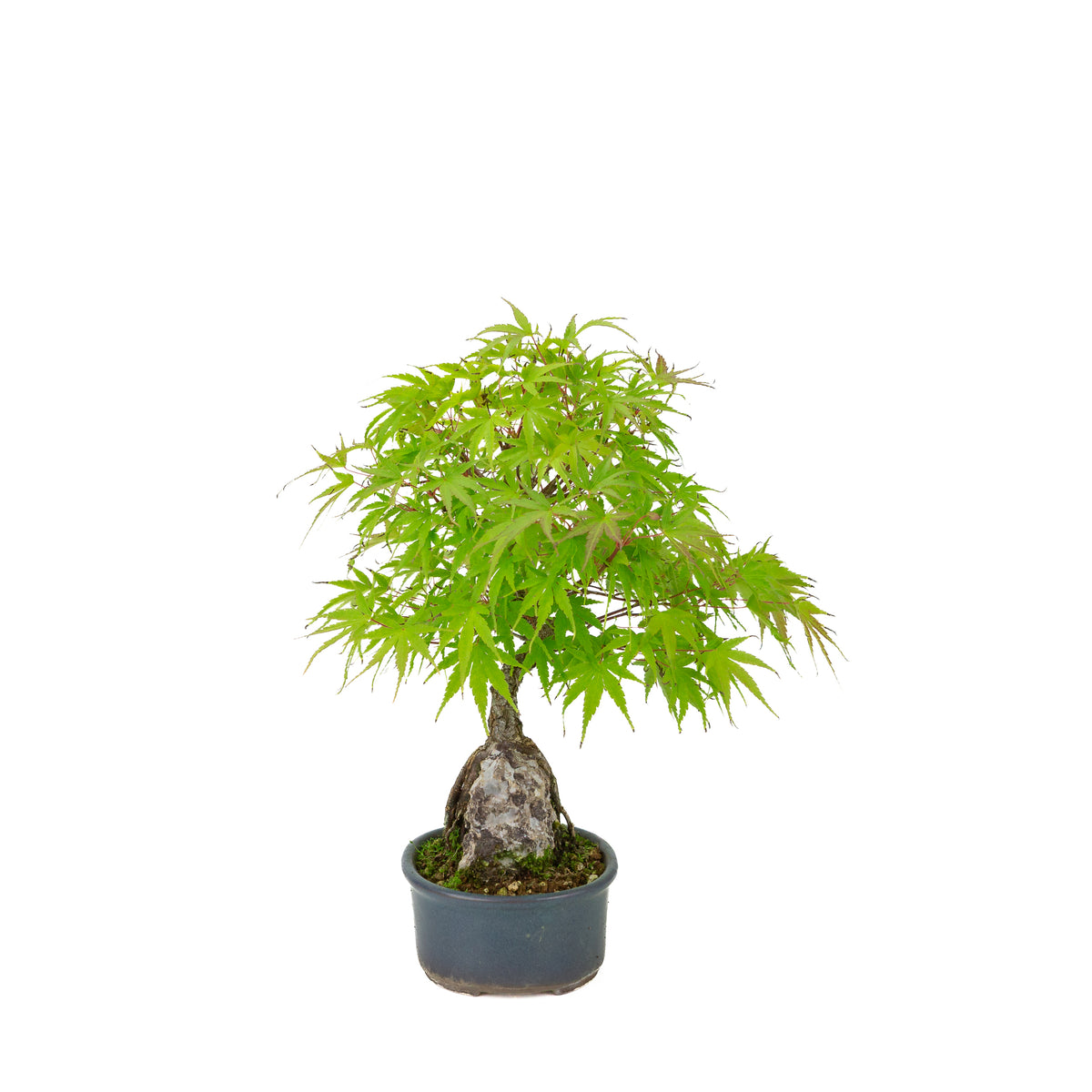 Acer palmatum 'Arakawa' (Japanse esdoorn) Seki-joju in blauwe ovale pot, hoogte ~32 cm