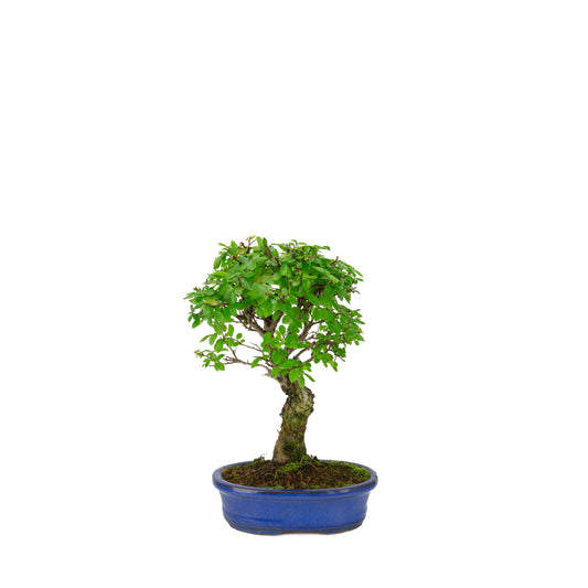 Zelkova nire (Japanese Elm) in blue oval pot, height ~28cm
