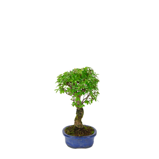 Zelkova nire (Japanese Elm) in blue oval pot, height ~28cm
