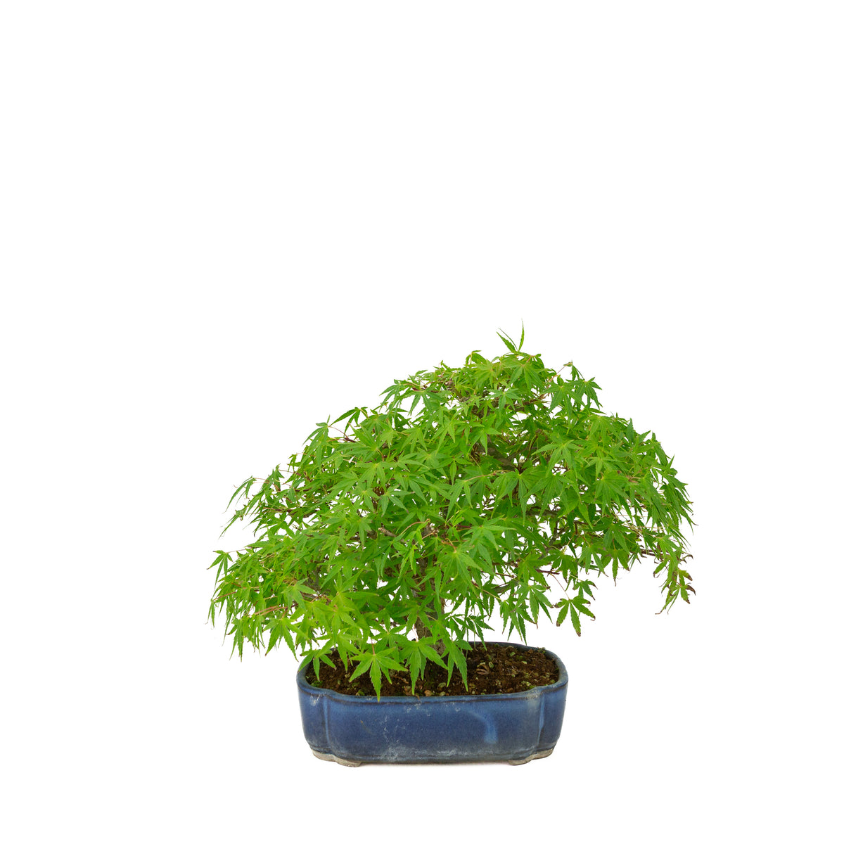 Acer palmatum (Japanse esdoorn) blauwe mokko pot , hoogte ~26 cm