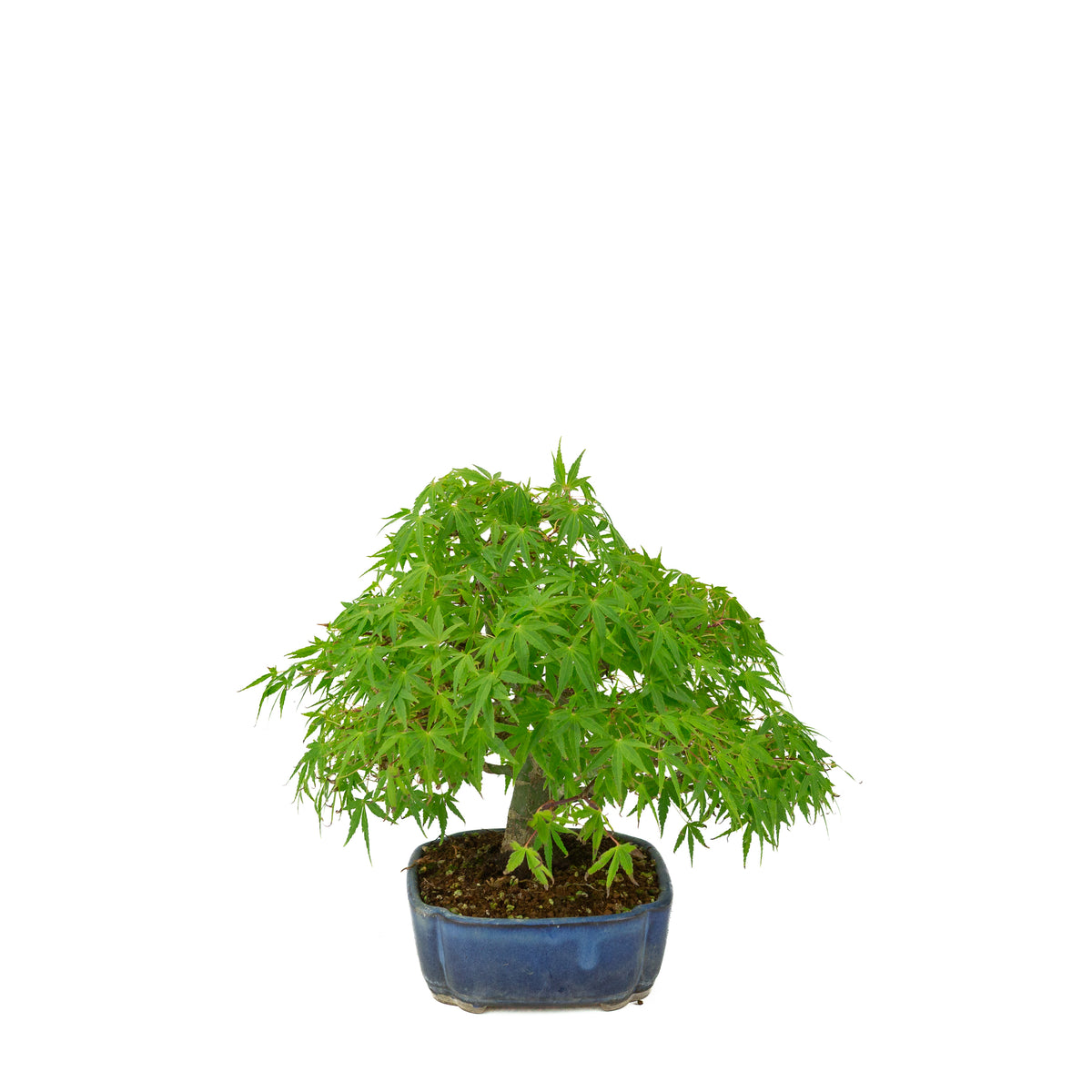 Acer palmatum (Japanse esdoorn) blauwe mokko pot , hoogte ~26 cm