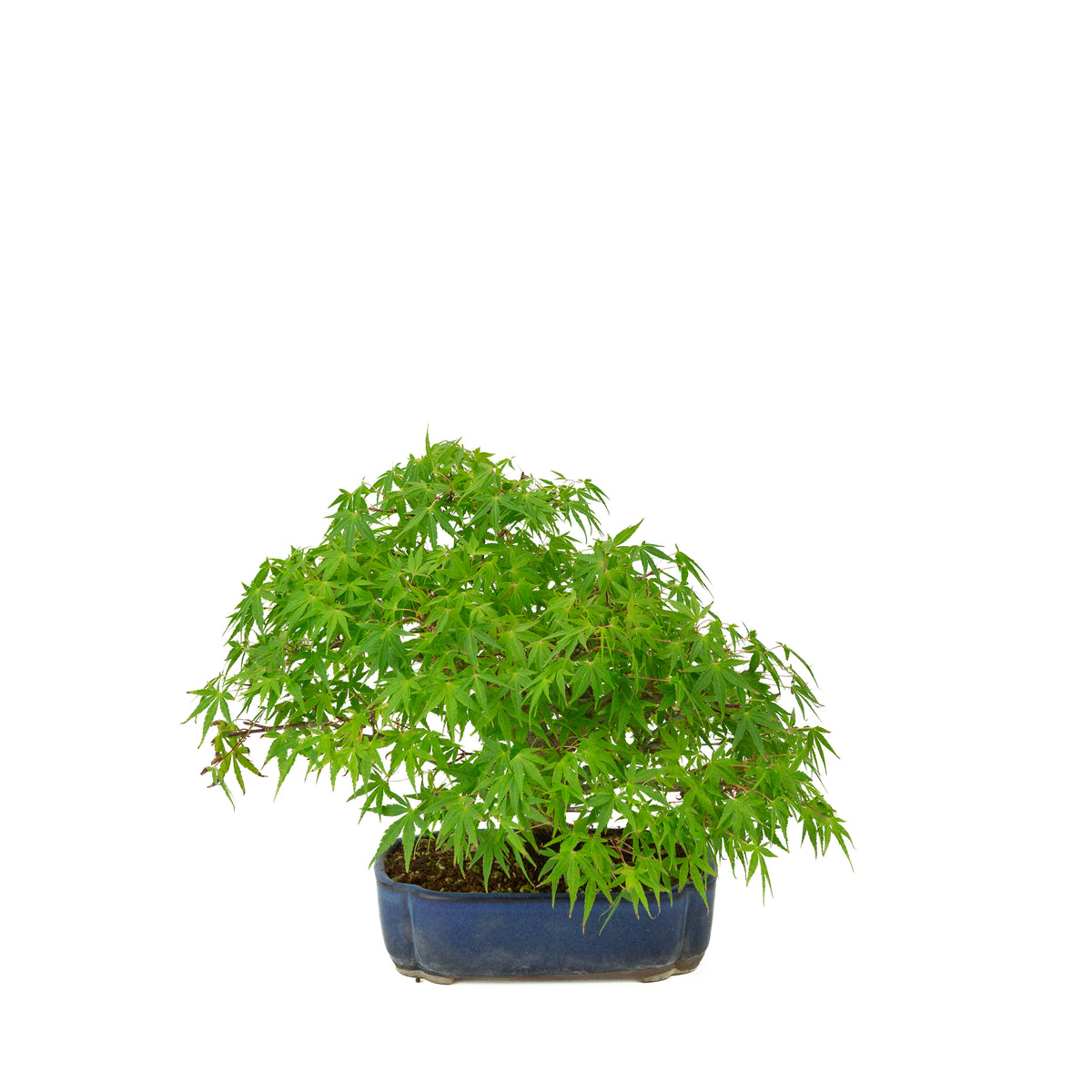 Acer palmatum (Japanse esdoorn) blauwe mokko pot , hoogte ~26 cm