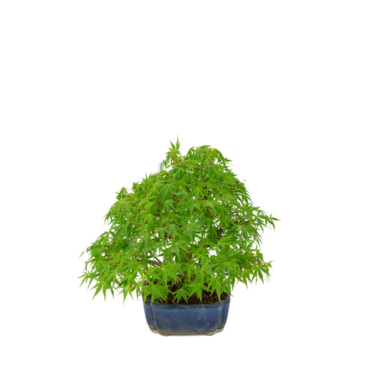 Acer palmatum (Japanese maple) blue mokko pot, height ~26 cm