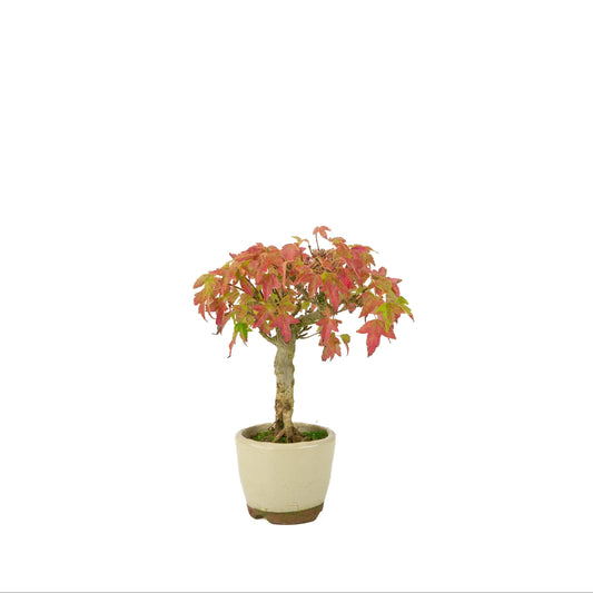Acer buergerianum (Trident maple) cream round pot, height ~24 cm