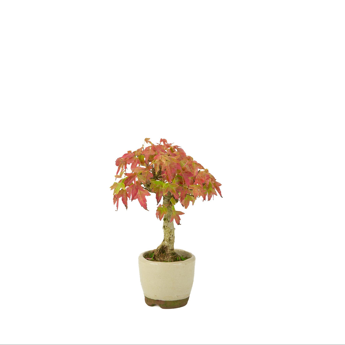 Acer buergerianum (Drietandesdoorn) crème ronde pot, hoogte ~24 cm