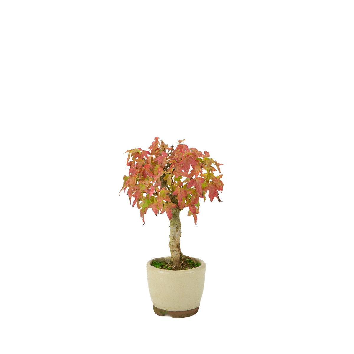 Acer buergerianum (Drietandesdoorn) crème ronde pot, hoogte ~24 cm