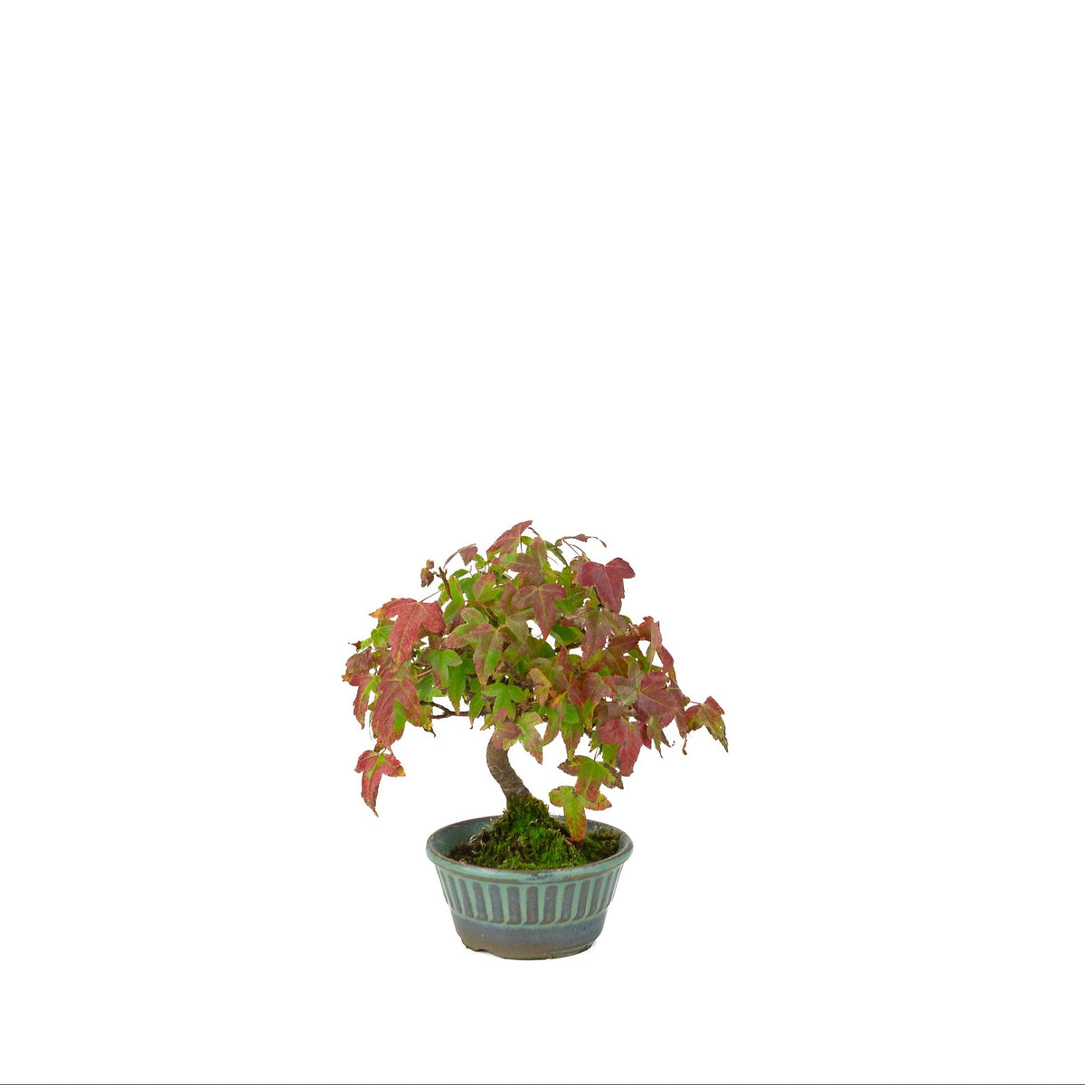 Acer buergerianum (Drietandesdoorn) blauwgroene ronde pot, hoogte ~17 cm