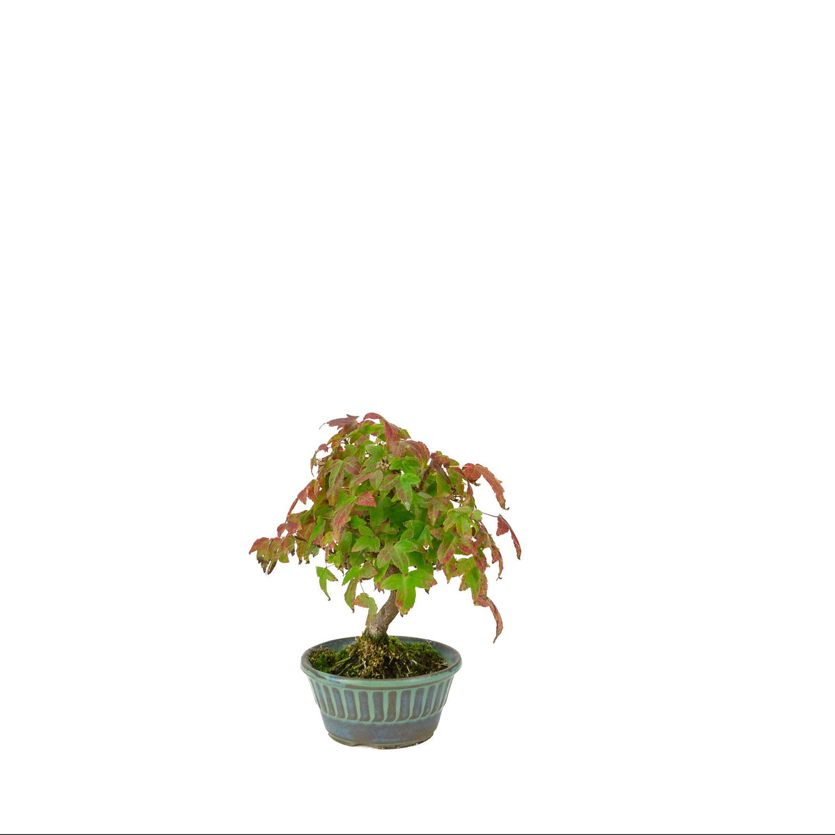 Acer buergerianum (Drietandesdoorn) blauwgroene ronde pot, hoogte ~17 cm