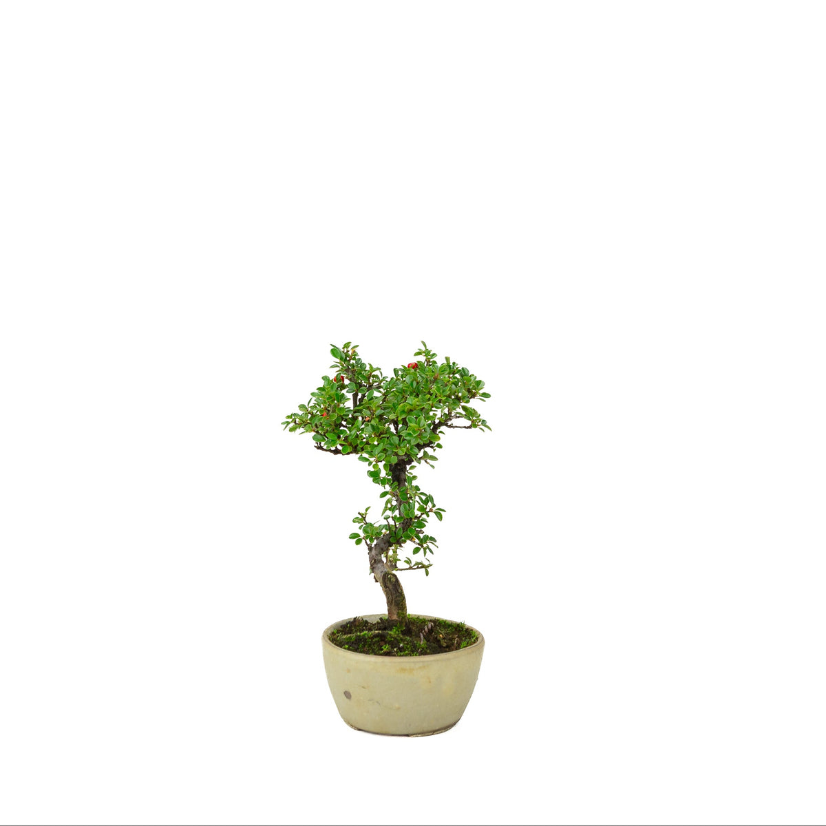 Cotoneaster hoizontalis (Dwergmispel) crème ronde pot, hoogte ~21 cm