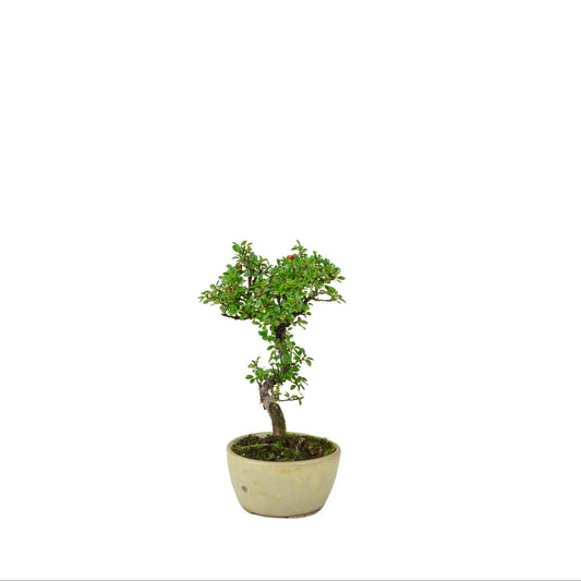 Cotoneaster hoizontalis (Dwarf medlar) cream round pot, height ~21 cm