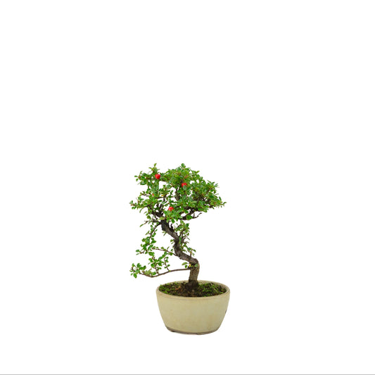 Cotoneaster hoizontalis (Dwarf medlar) cream round pot, height ~21 cm