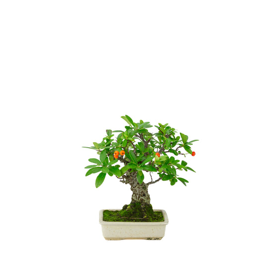 Pyracantha angustifolia (Firethorn) cream rectangular pot, height ~24cm