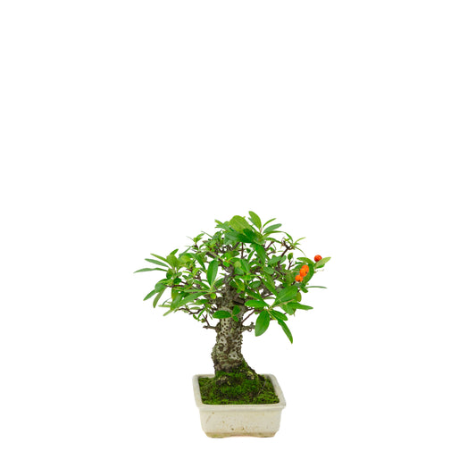 Pyracantha angustifolia (Firethorn) cream rectangular pot, height ~24cm
