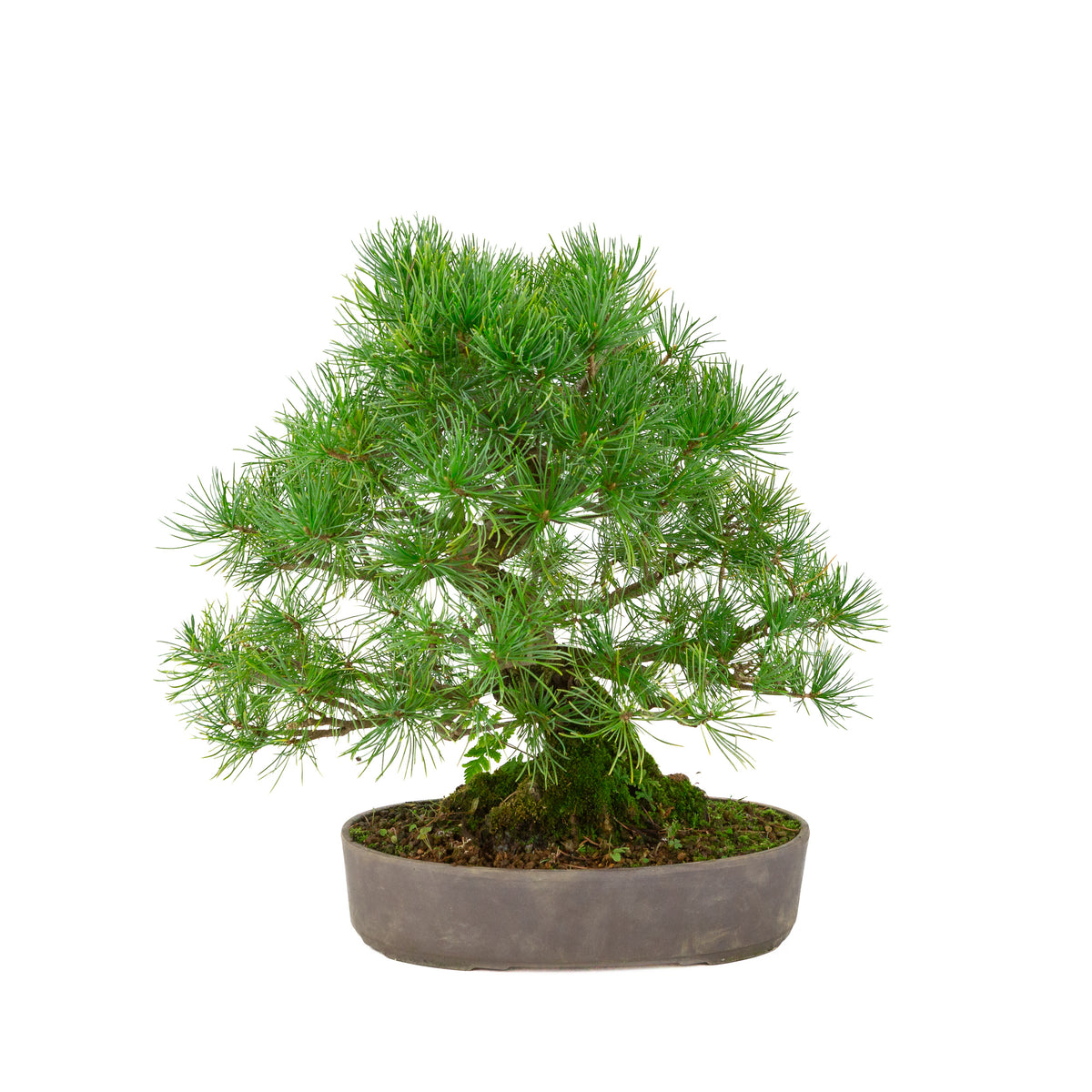 Pinus parviflora unglazed oval pot 25 cm, height ~37 cm