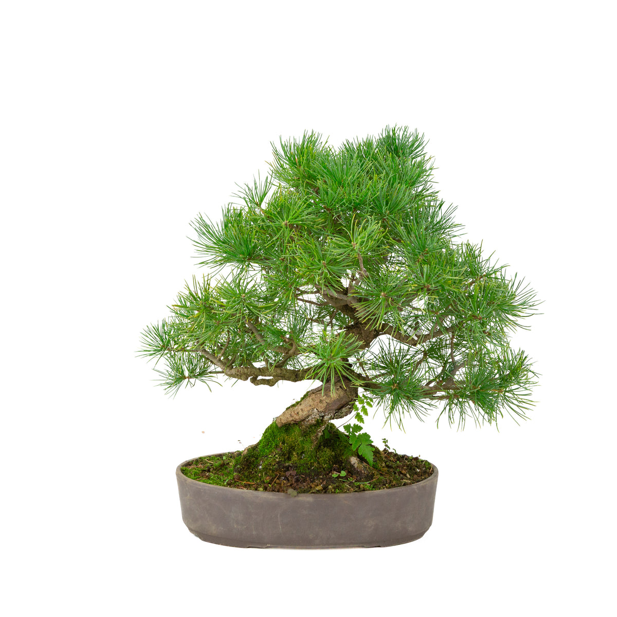 Pinus parviflora unglazed oval pot 25 cm, height ~37 cm