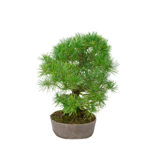 Pinus parviflora unglazed oval pot 25 cm, height ~37 cm