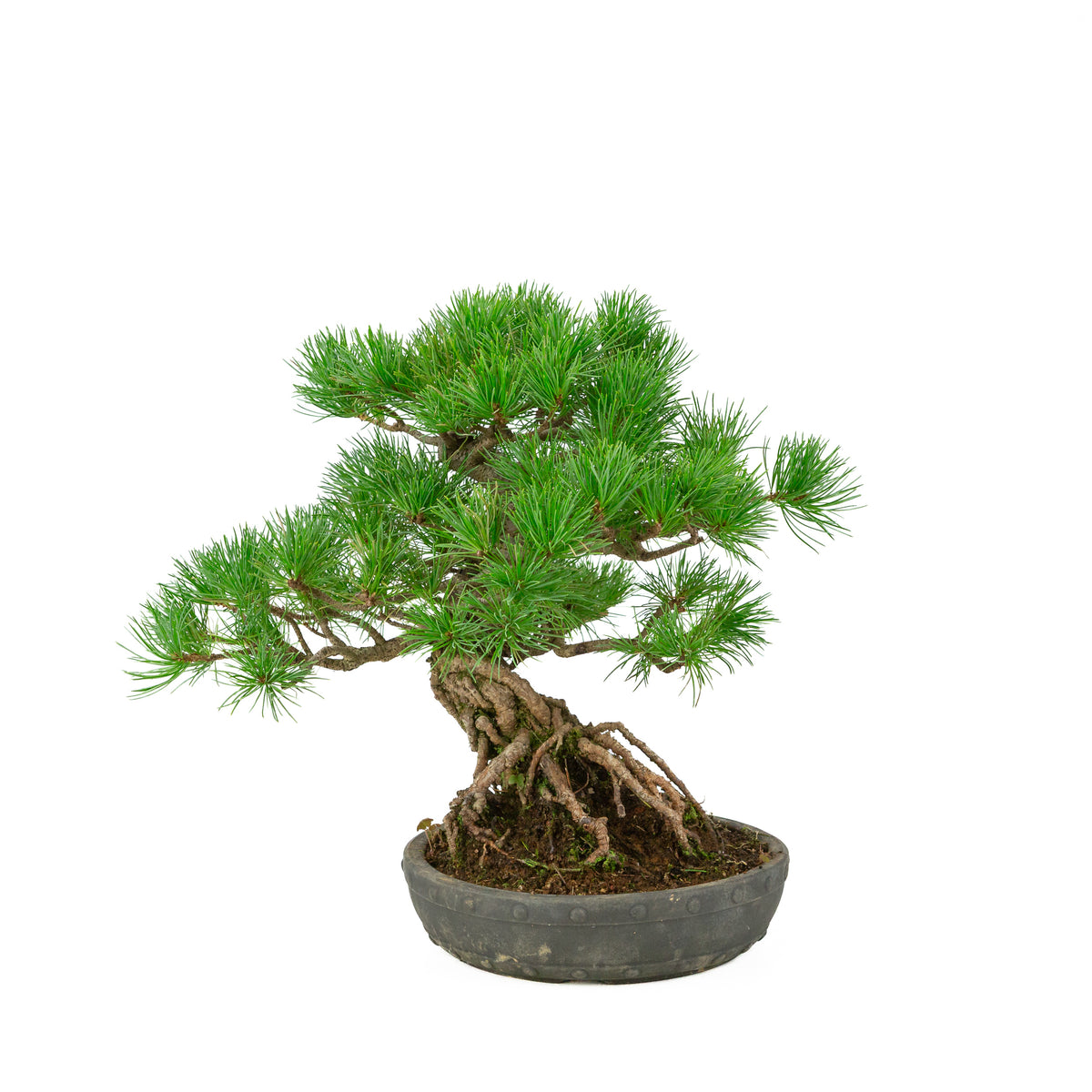 Pinus parviflora unglazed round drum pot 20 cm, height ~32 cm