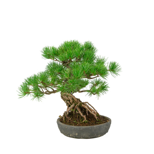 Pinus parviflora unglazed round drum pot 20 cm, height ~32 cm