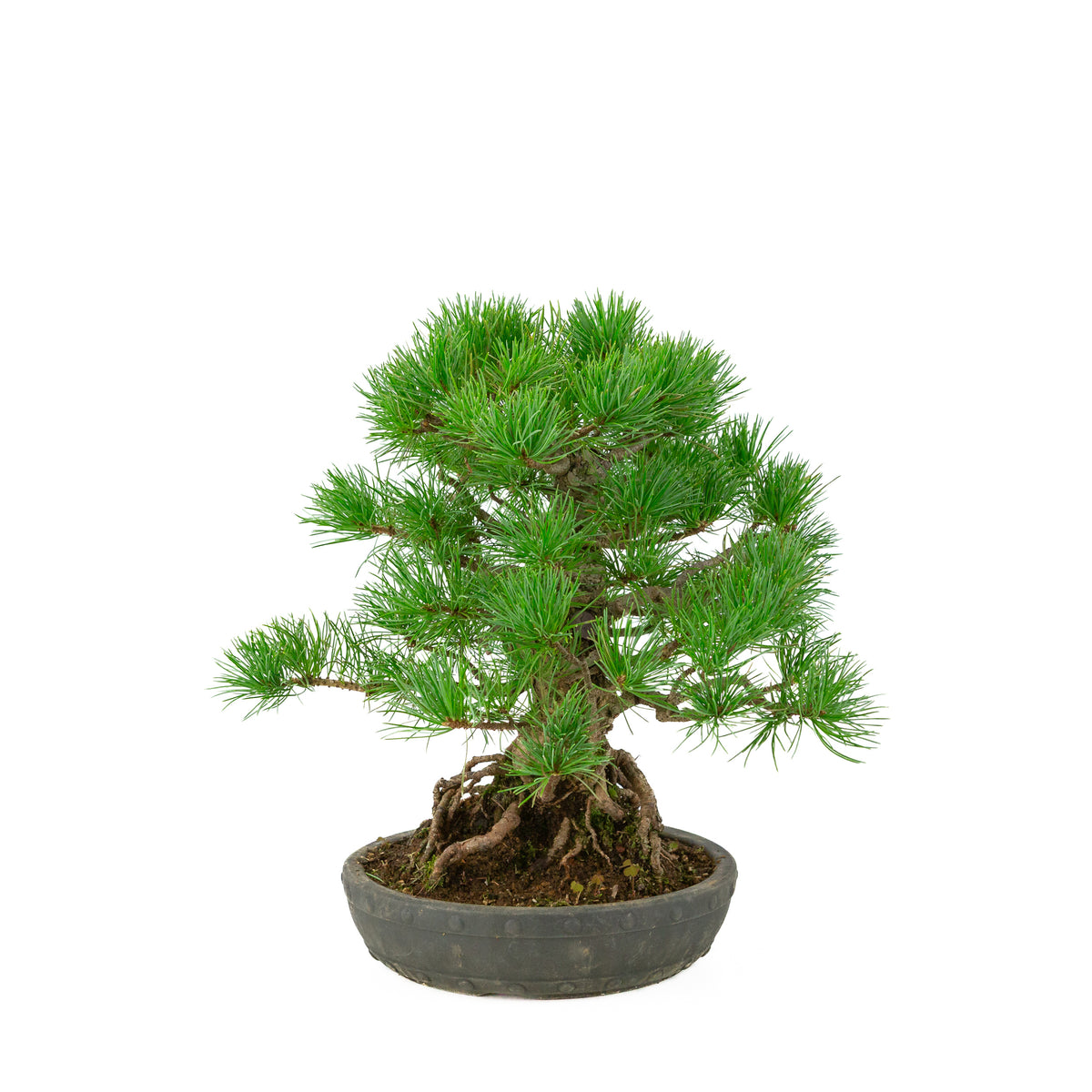 Pinus parviflora unglazed round drum pot 20 cm, height ~32 cm