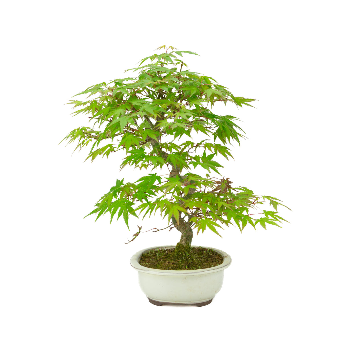 Acer palmatum cream oval pot 20cm, height ~36cm