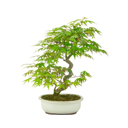 Acer palmatum cream oval pot 20cm, height ~36cm