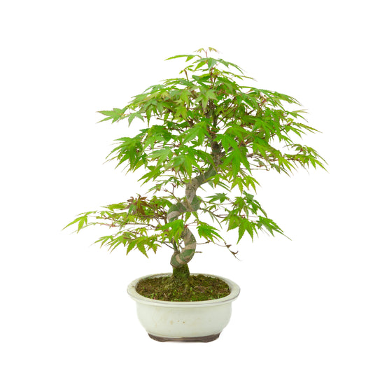 Acer palmatum cream oval pot 20cm, height ~36cm
