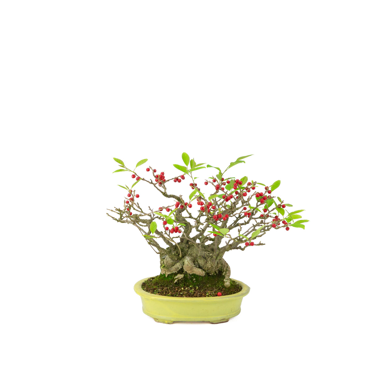 Ilex serrata umemodoki green oval pot 18cm, height ~21cm