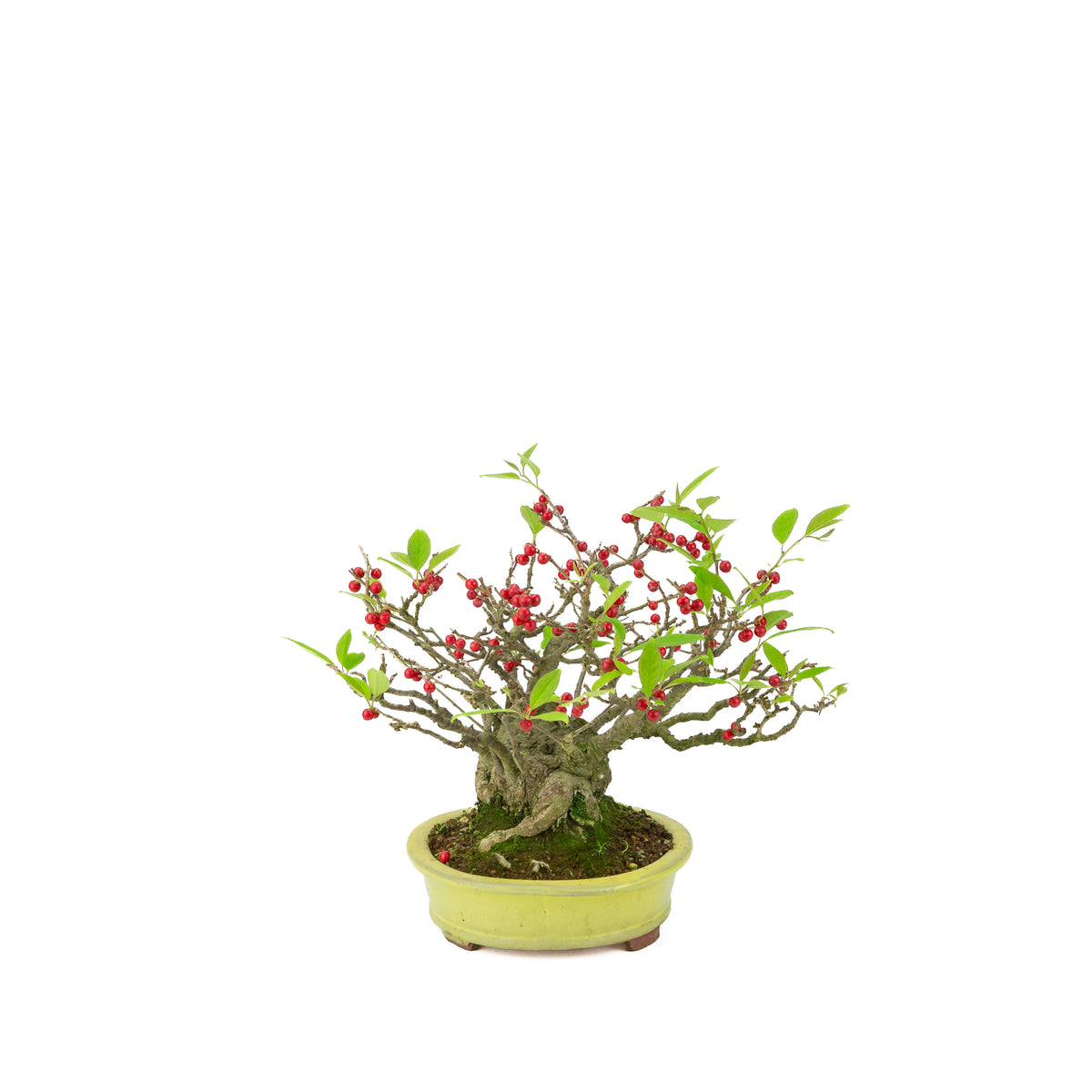 Ilex serrata umemodoki green oval pot 18cm, height ~21cm