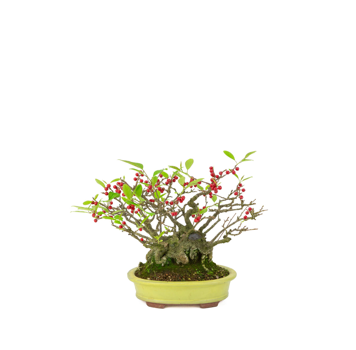 Ilex serrata umemodoki green oval pot 18cm, height ~21cm