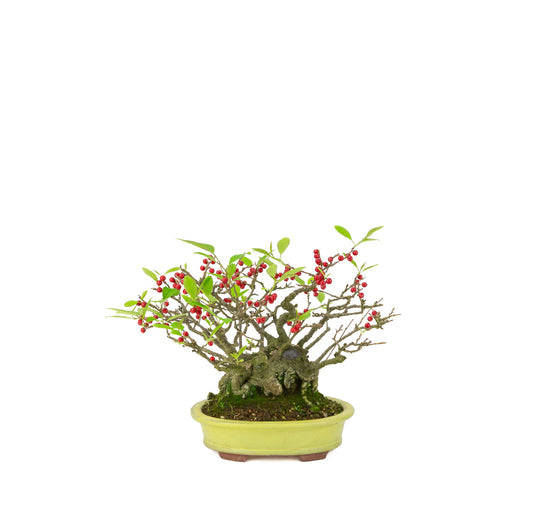 Ilex serrata umemodoki green oval pot 18cm, height ~21cm