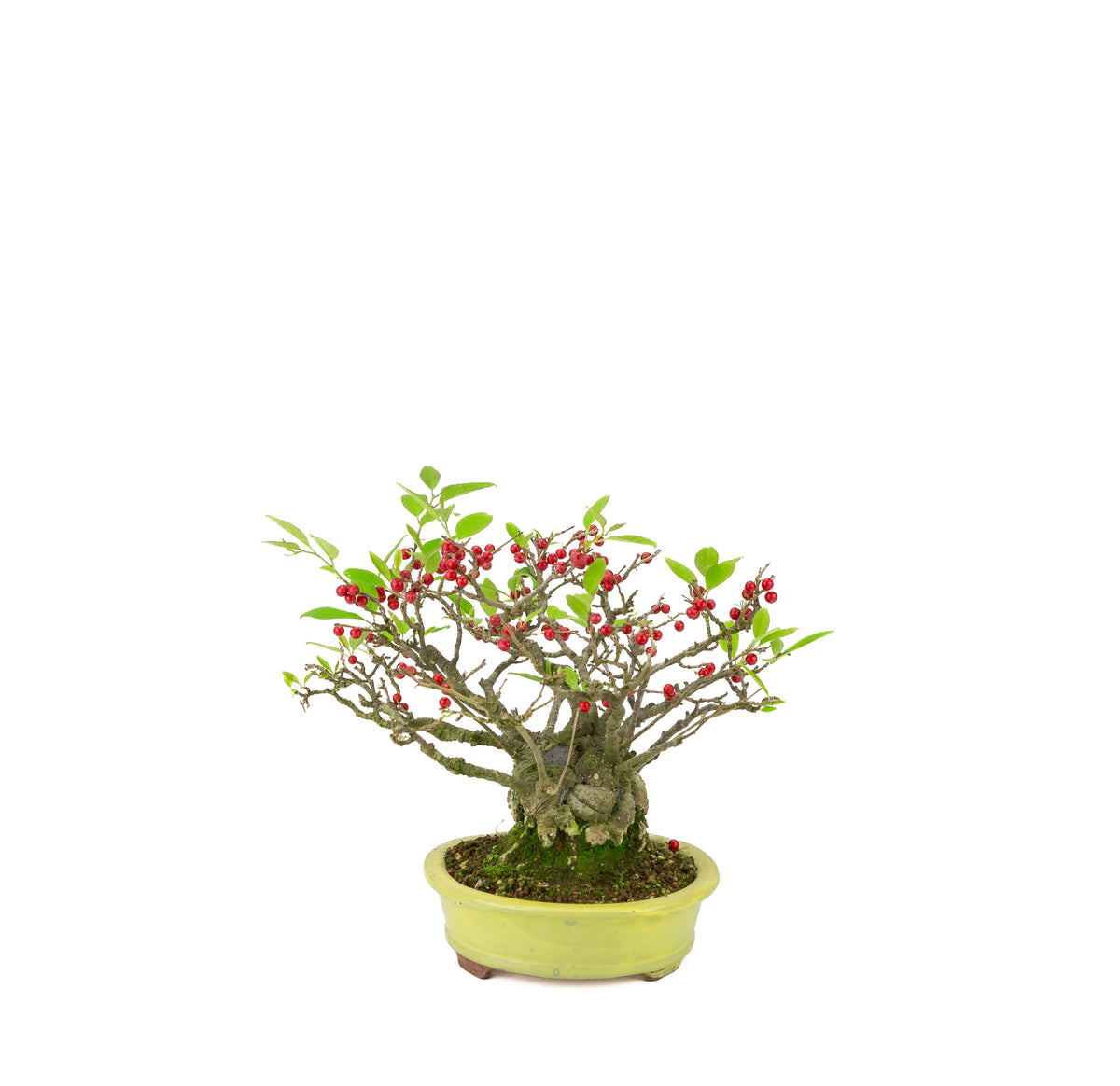 Ilex serrata umemodoki green oval pot 18cm, height ~21cm