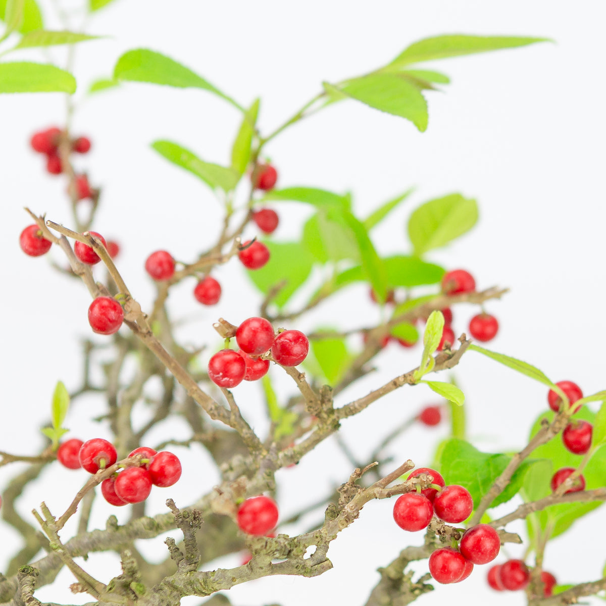 Ilex serrata umemodoki green oval pot 18cm, height ~21cm