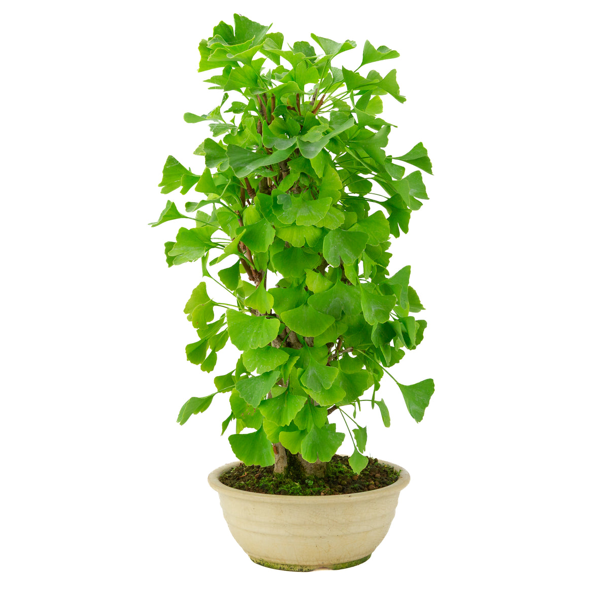 Ginkgo biloba cream round pot 20cm, height ~50cm
